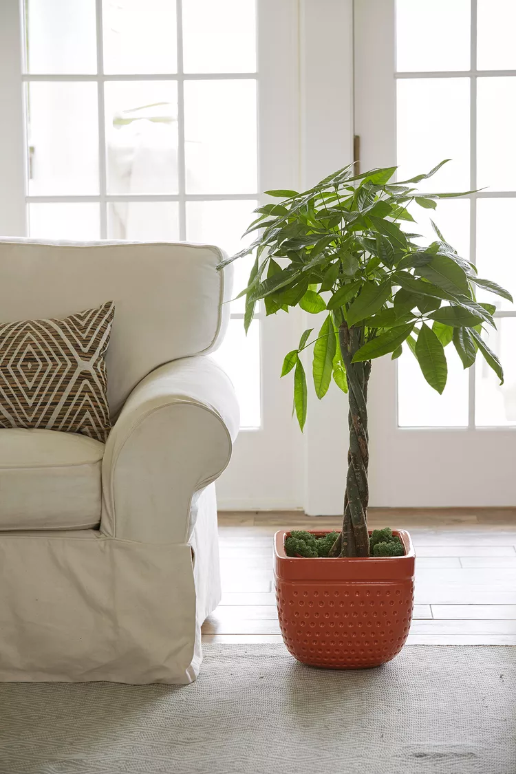 Money Tree illustrating strong Wood elemental energy in Feng Shui
